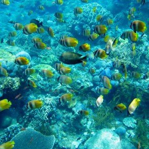 Snorkling Package